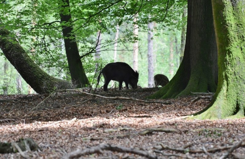 Badslippers of regenlaarzen...