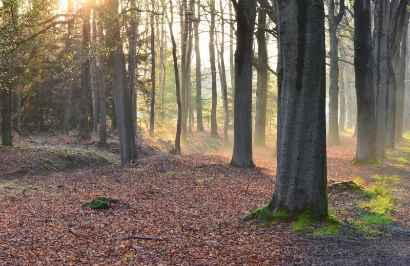 Ermelose Bos & Heide