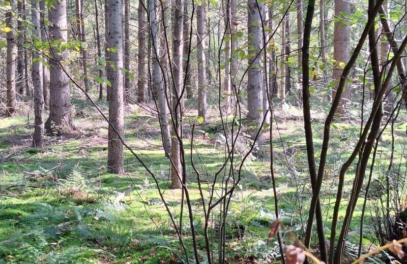 Bos ermelo 68e26350d3eca