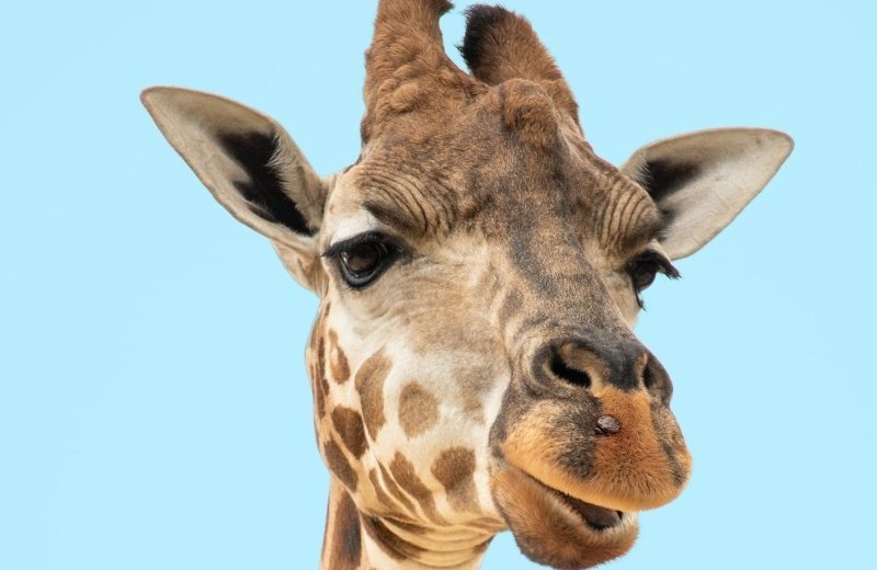 Dierenpark Amersfoort