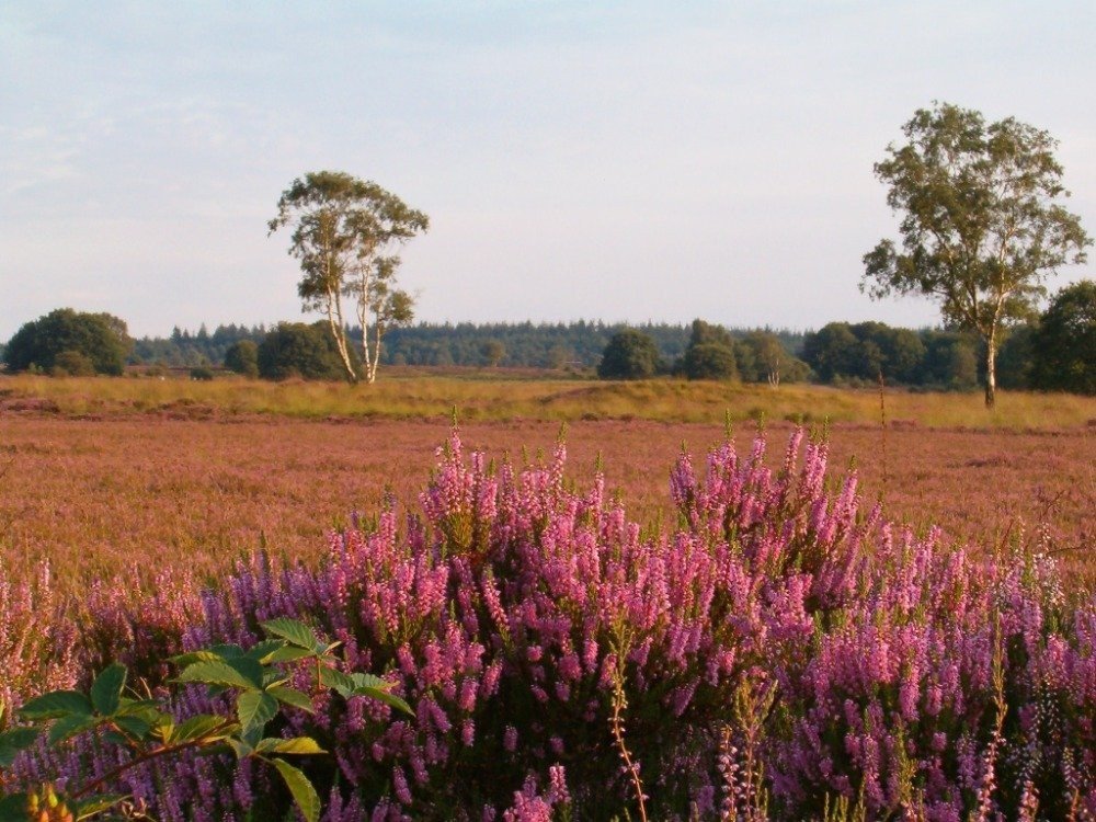 bloeiende Ermelose Heide op de Veluwe dichtbij De Kriemelberg in Ermelo