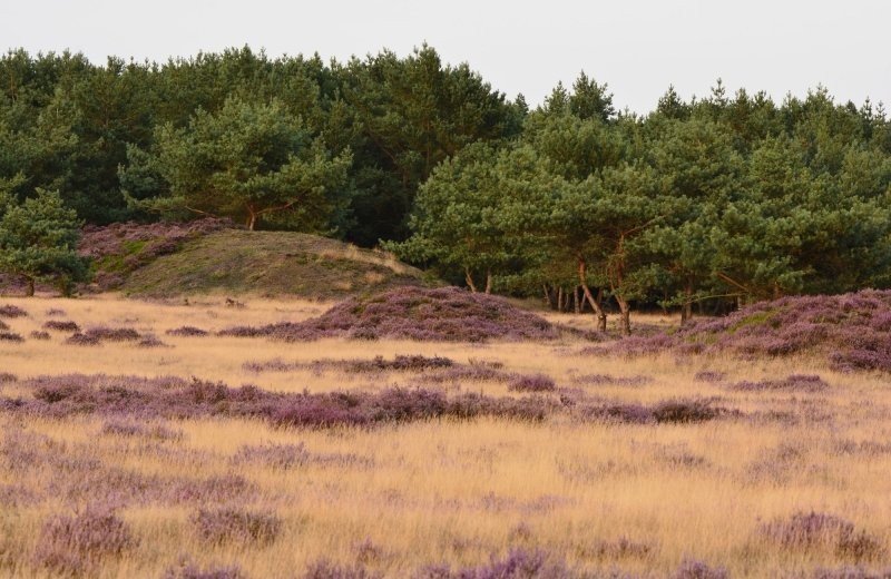 Nationaal Park de Hoge Veluwe