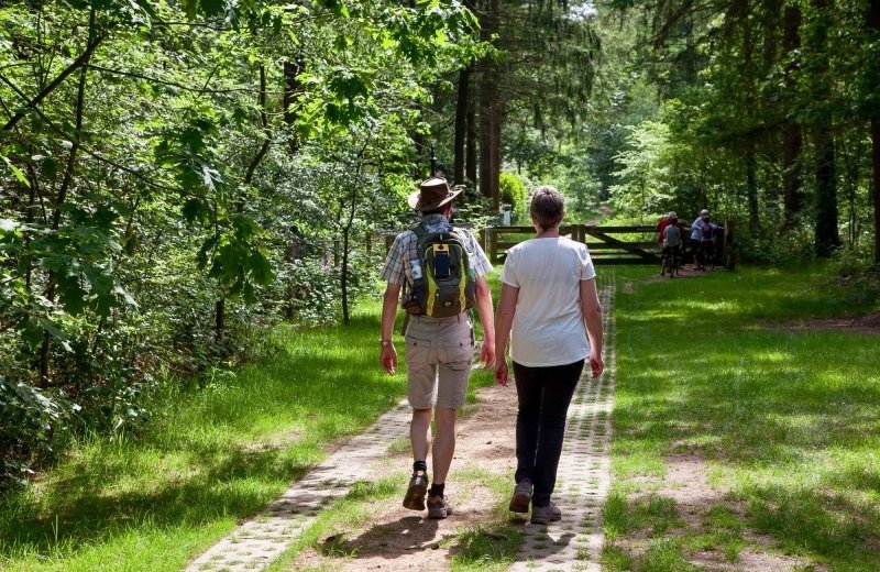 Wandelen in het bos